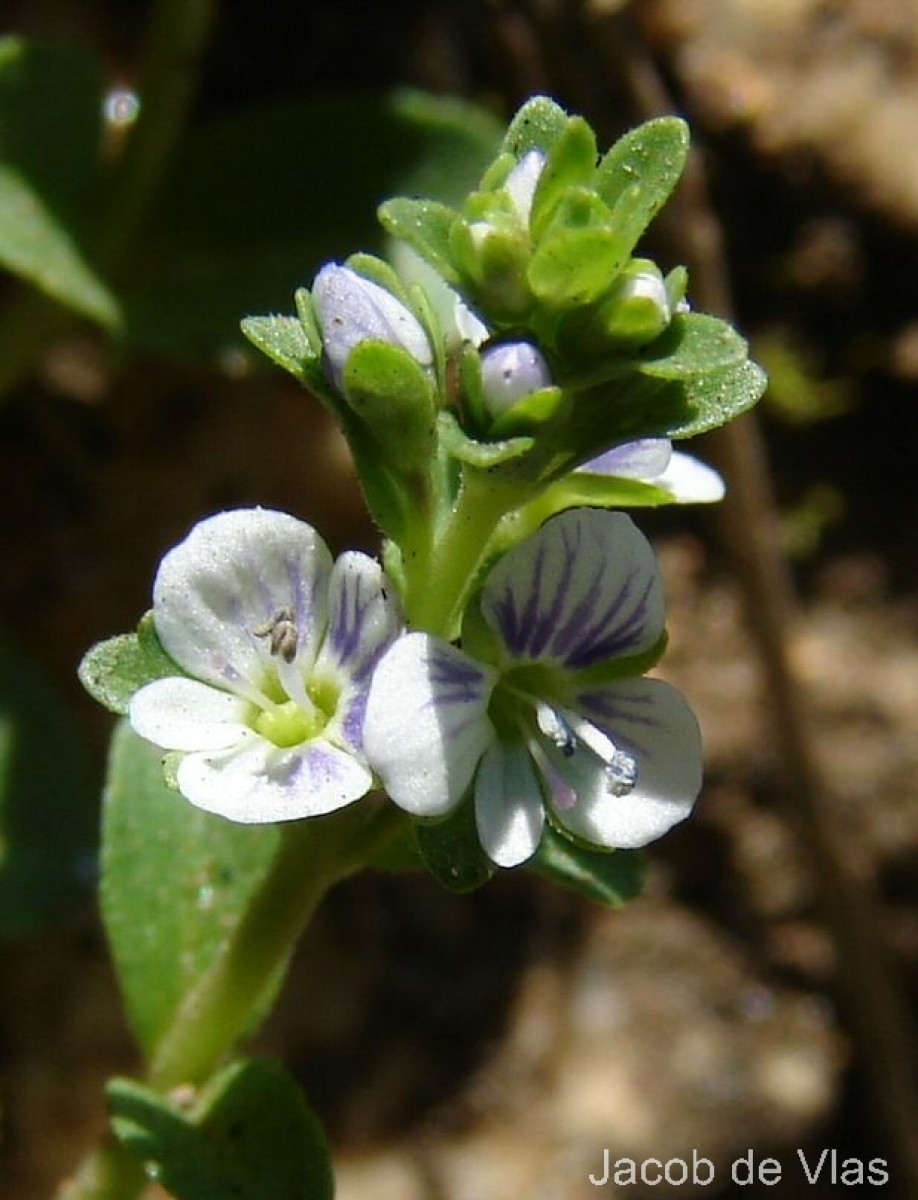 Veronica serpyllifolia L.